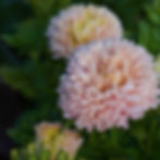 Miniatyrbild: Aster 'Balloon Apricot'