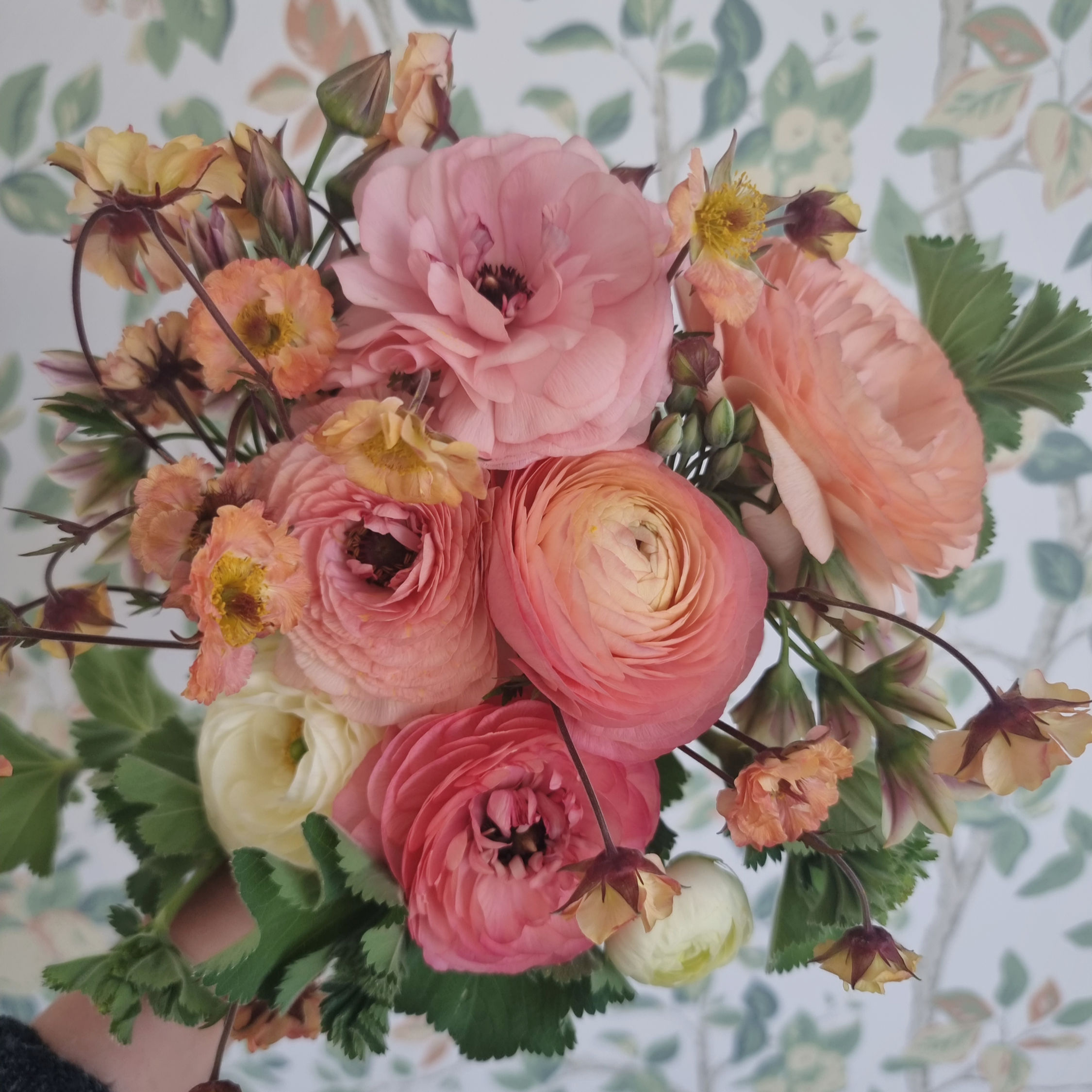 Ranunkel Amandine Pastel