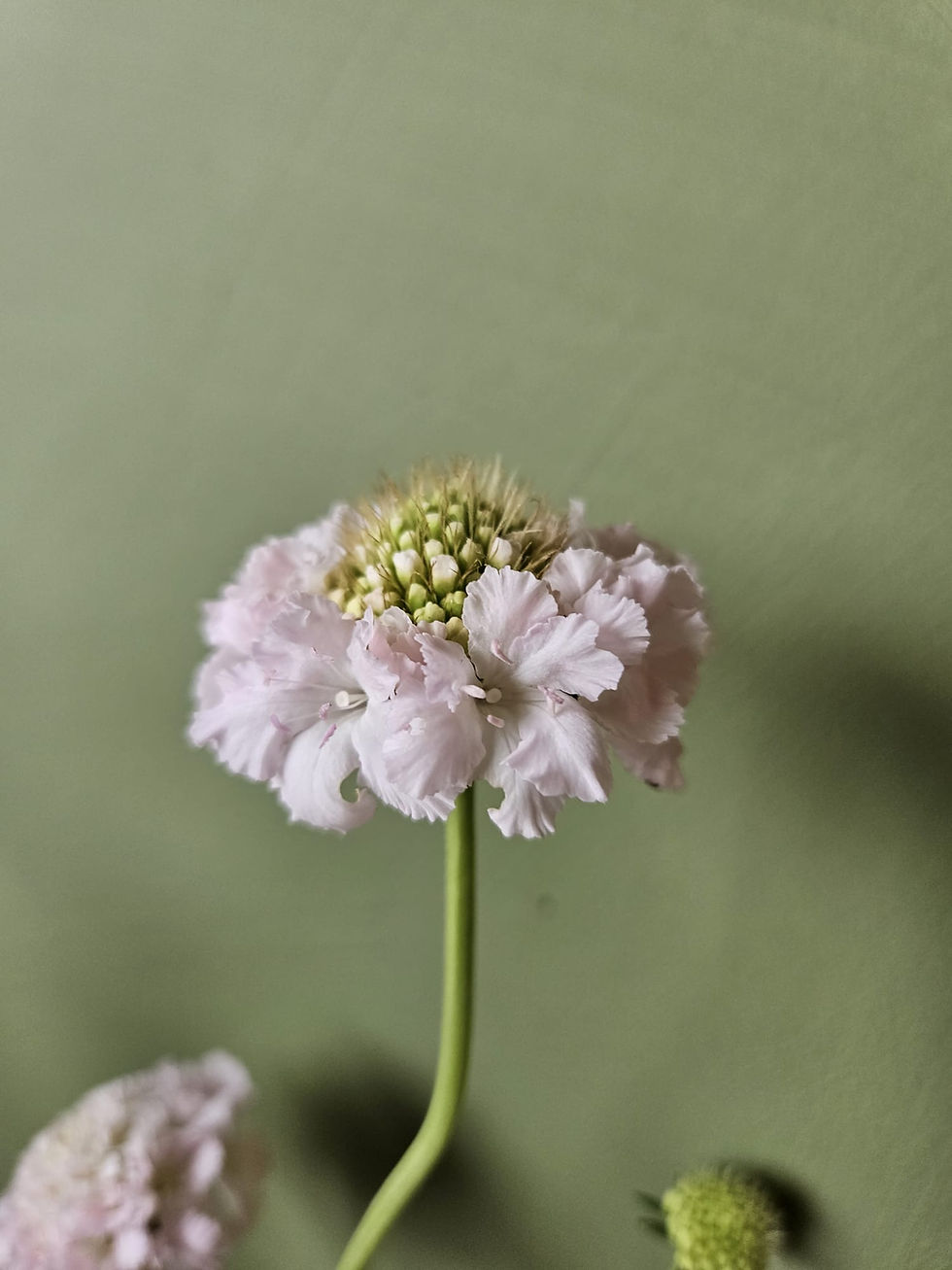 Miniatyrbild: Scabiosa 'French Vanilla Bon Bon Scoop'  3 st pluggplantor