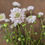 Miniatyrbild: Scabiosa 'French Vanilla Bon Bon Scoop'  3 st pluggplantor