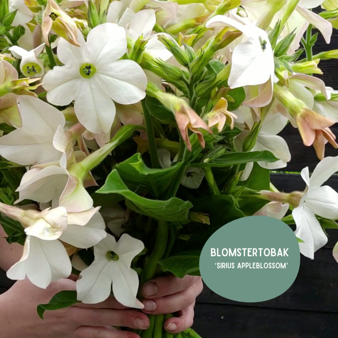 Blomstertobak 'Sirius Appleblossom'