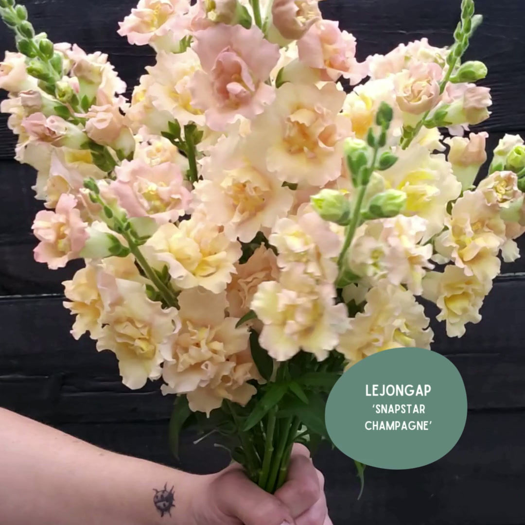 Lejongap 'Snapstar Champagne'