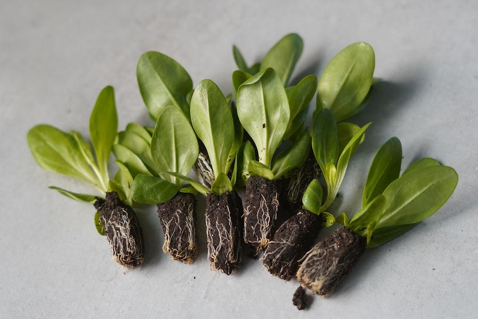 pluggplantor lisianthus