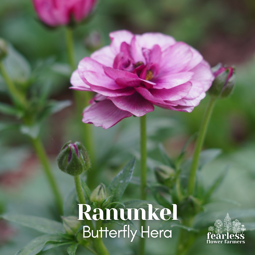 Miniatyrbild: Ranunkel Butterfly Hera 12st