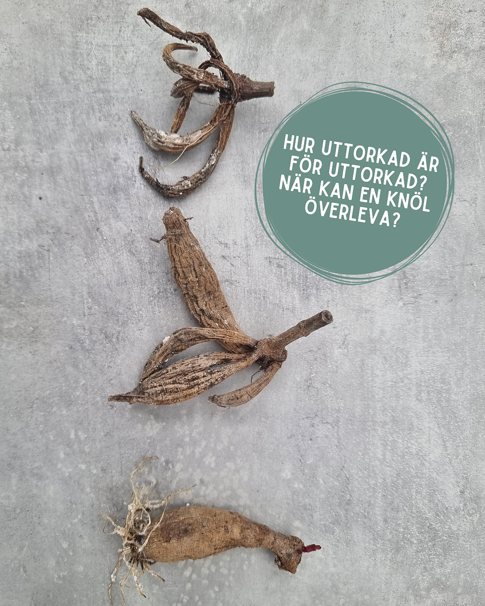 Miniatyrbild: Minikurs: Dela, Förodla & Fröså Dahlior
