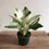 Miniatura: Philodendron Birkin M (p14)