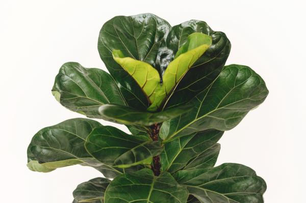 Ficus Lyrata