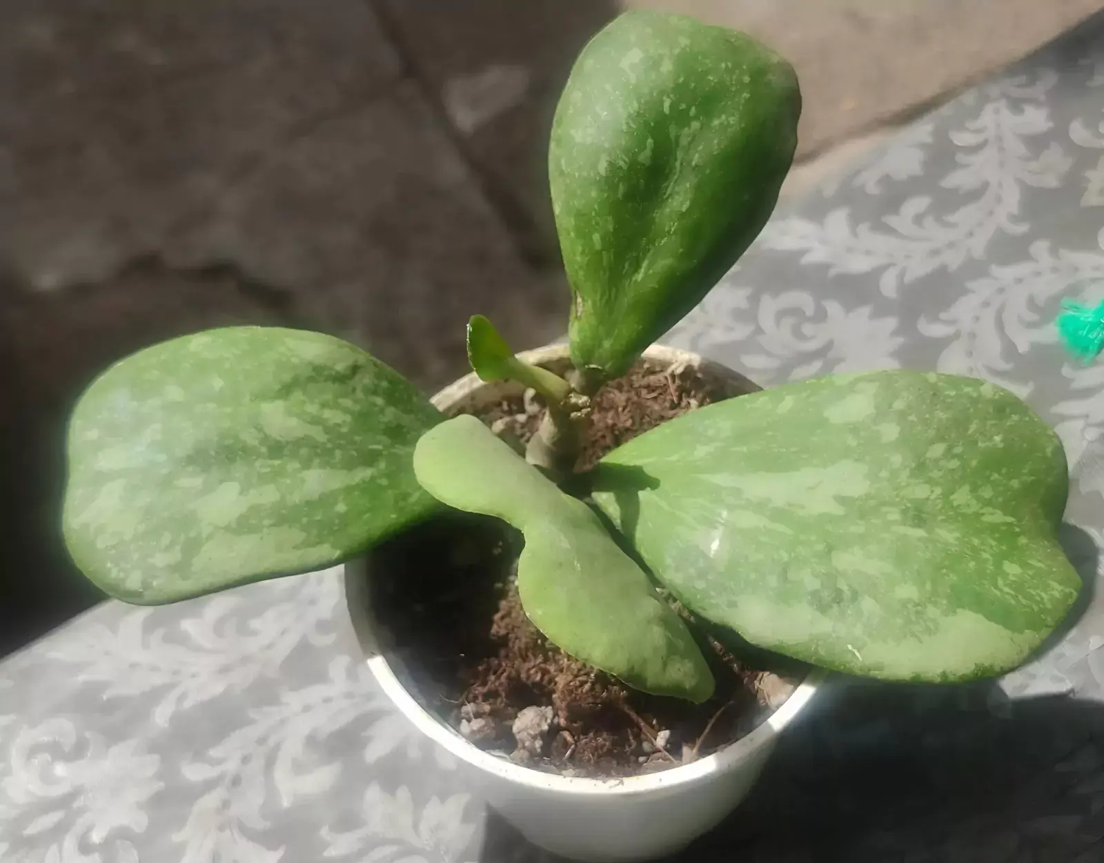 hoya kerrii hojas
