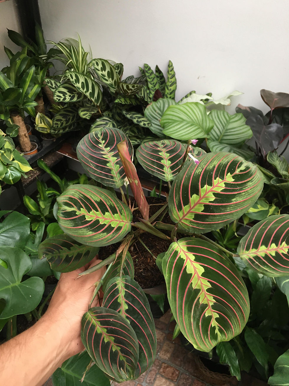 Miniatura: Plantas de hojas verdes y rojas, primer plano,maranta leucaneura (p14)