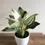 Miniatura: Philodendron Birkin M (p14)