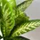 Miniatura: Dieffenbachia Tropic Snow M (p14)