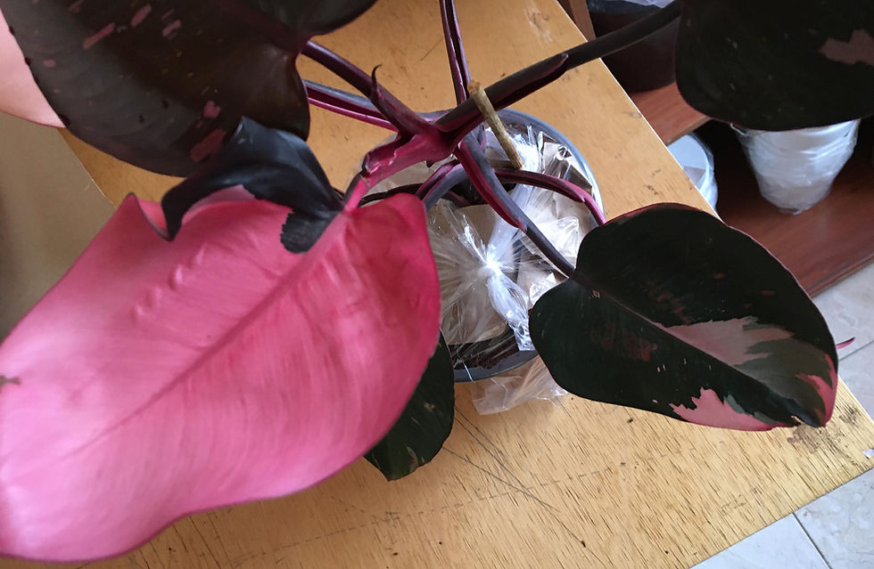 Miniatura: hoja pink princess