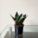 Sansevieria Hahnii Black Gold