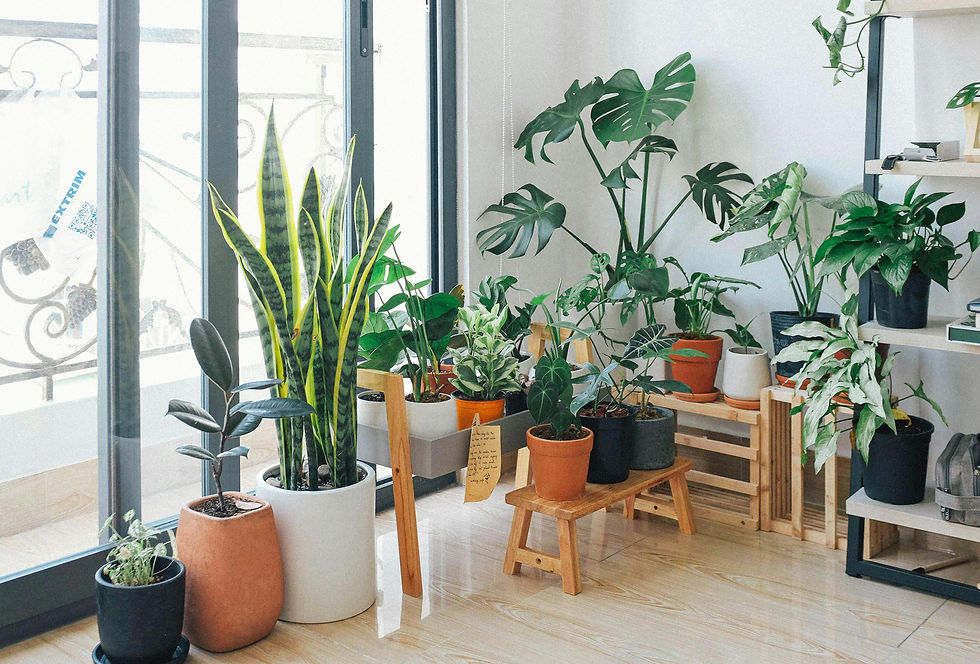 Varias plantas de interior sansevieria