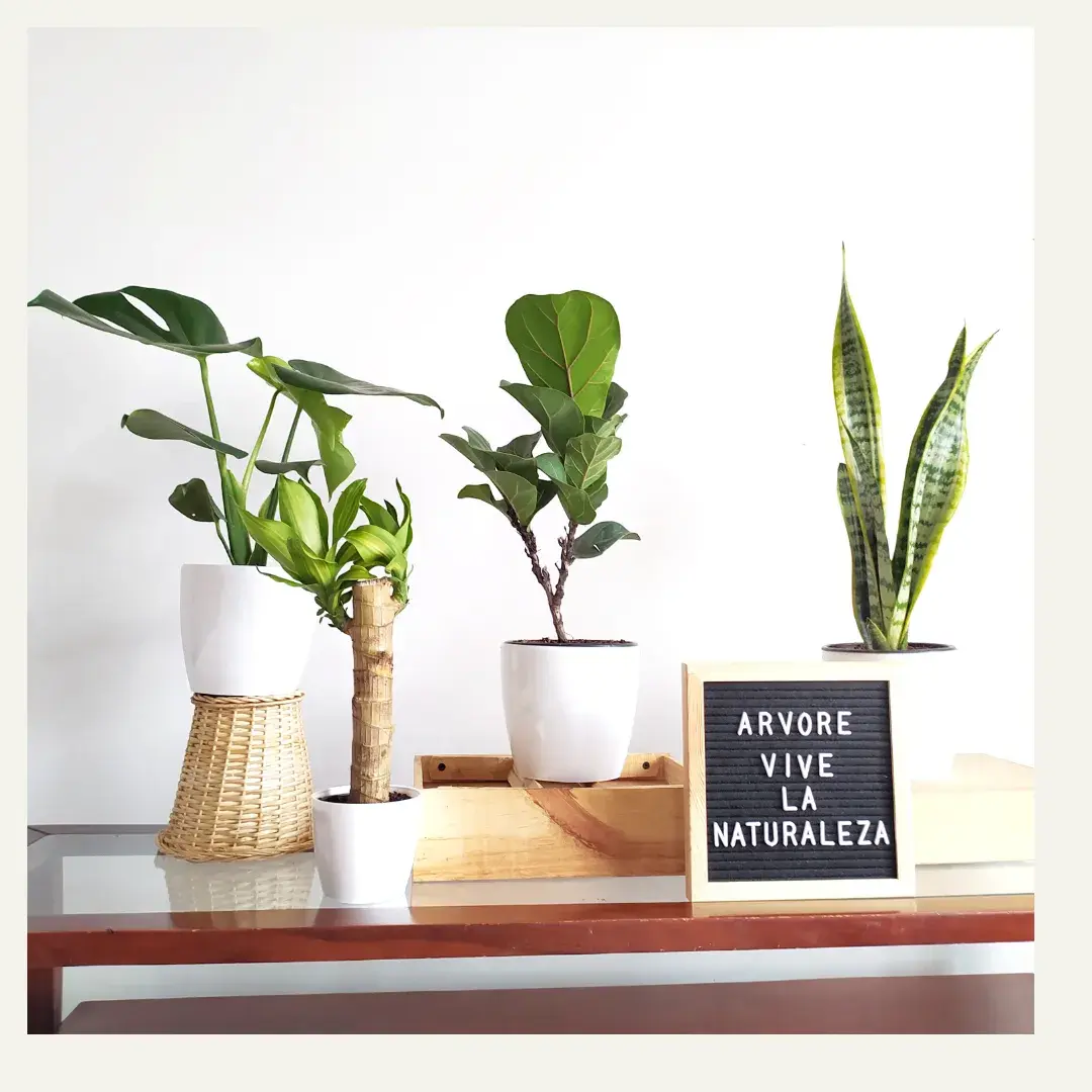 Plantas en macetas blancas con texto ÁRBORE VIVE LA NATURALEZA, Philodendron Lemon