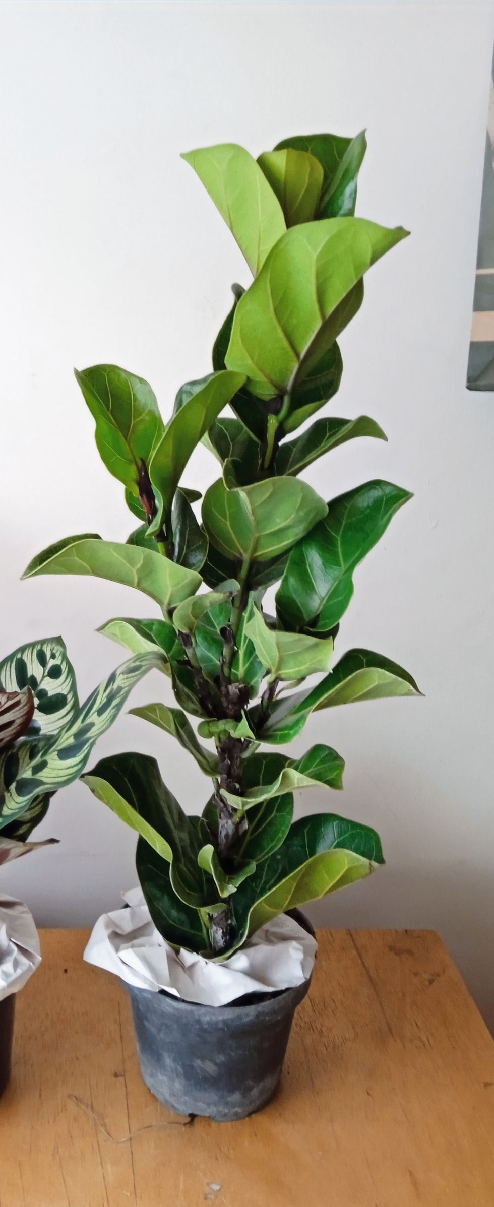 Miniatura: Planta verde con hojas grandes,  ficus lyrata bambino fondo claro, detalles de Árvore Plantas.