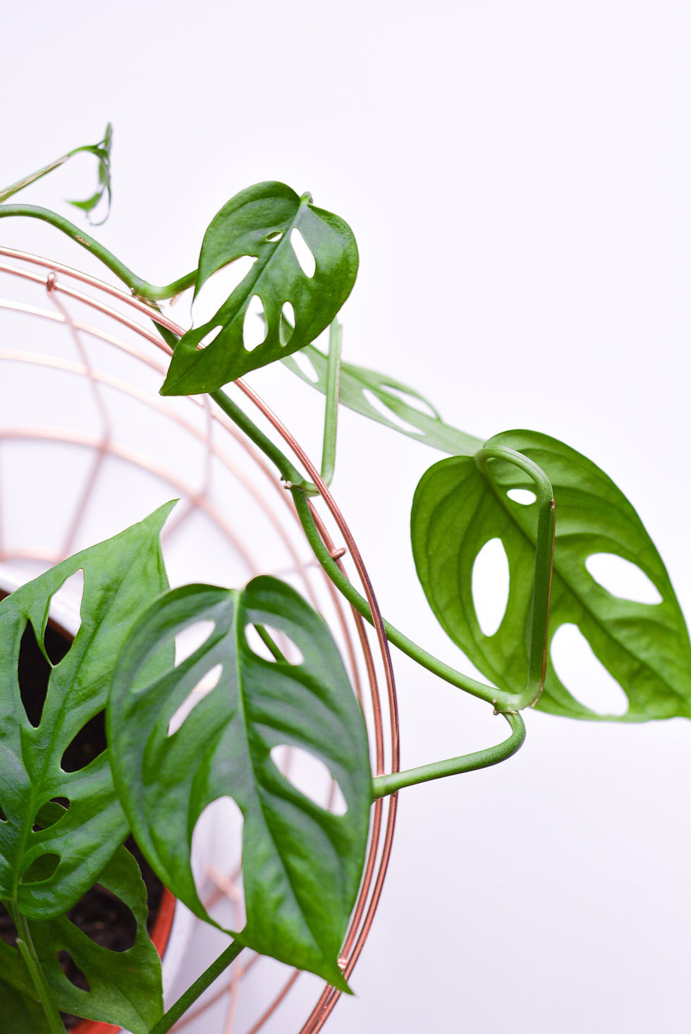 Monstera Adansonii ideal para el baño