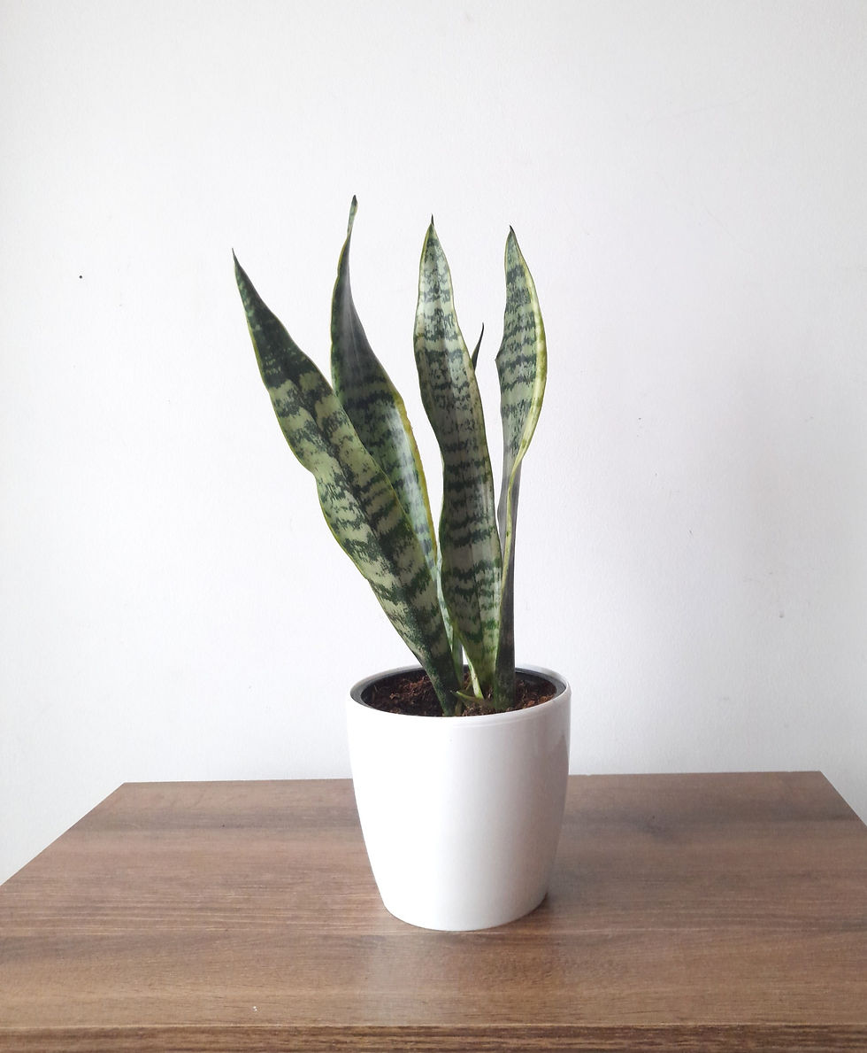 Planta de serpiente en maceta blanca sobre mesa de madera, Guía para Elegir tu Primera Planta