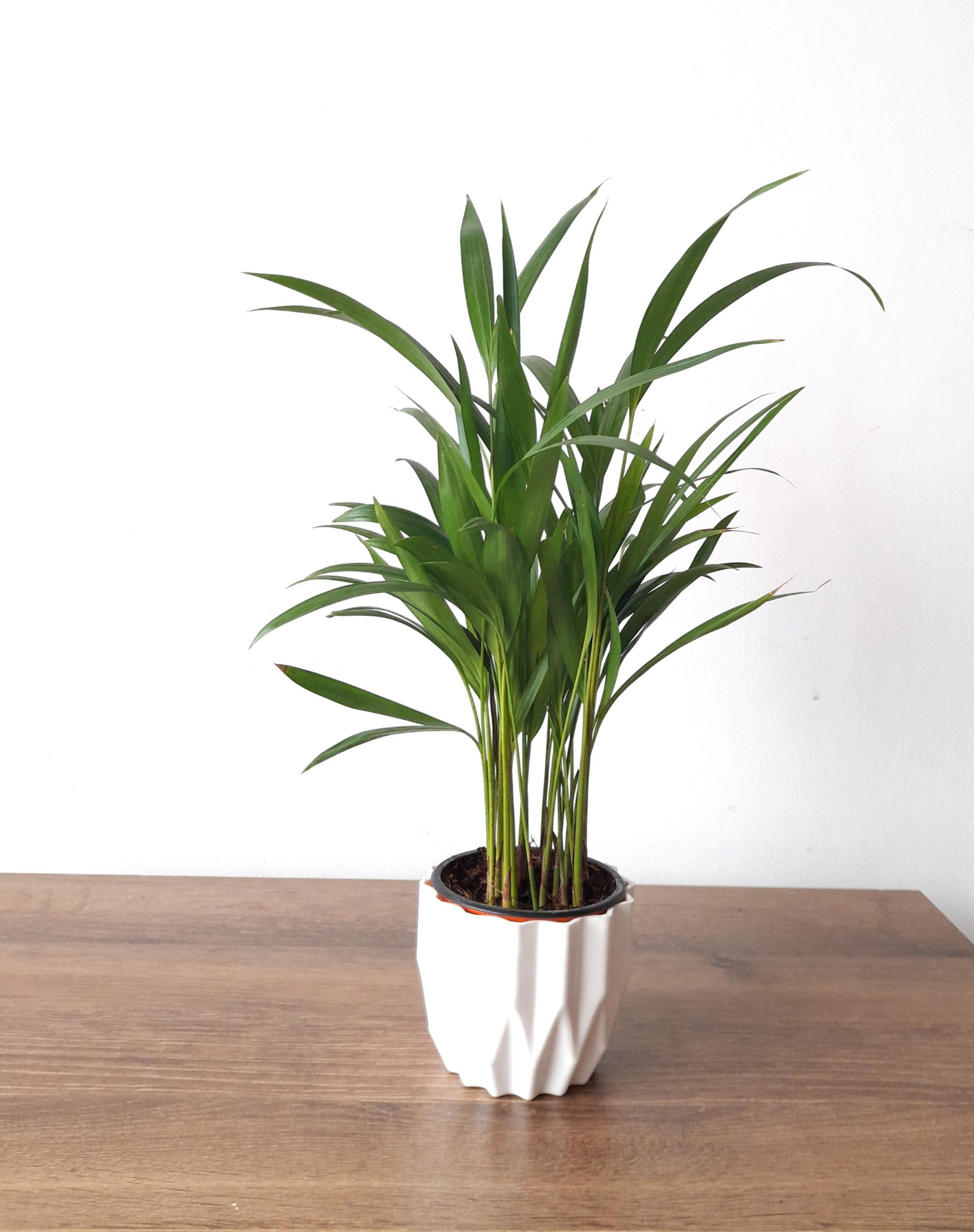 Una planta verde exuberante en maceta blanca sobre una mesa de madera.