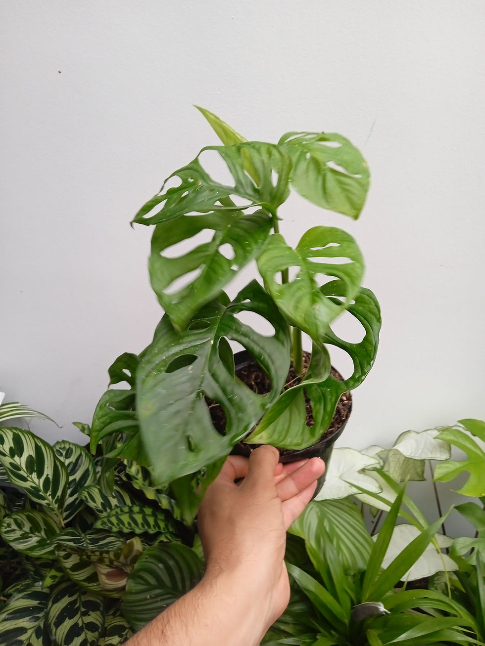 Miniatura: Planta verde con hojas perforadas, plantas, Árvore Plantas, en un ambiente natural.