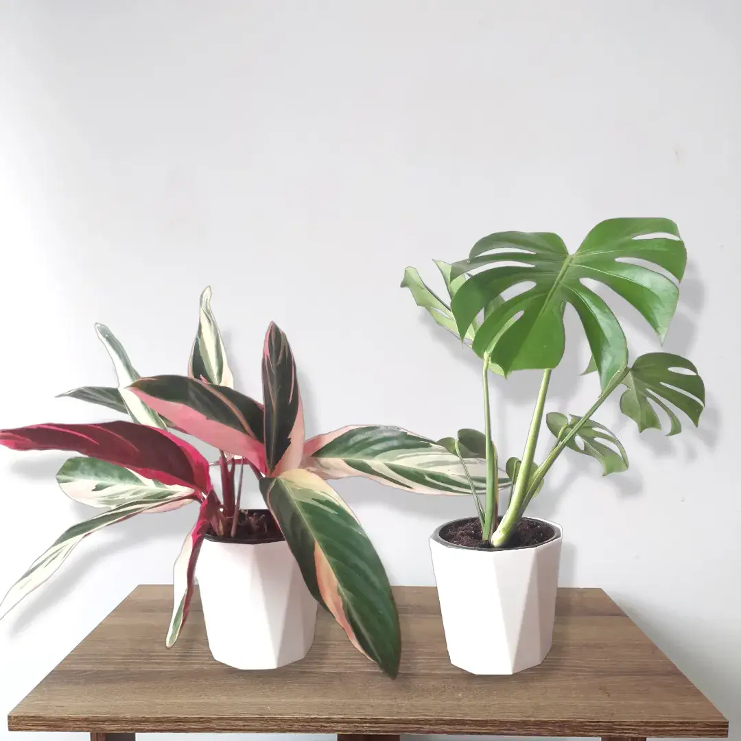 Dos plantas en macetas blancas sobre una mesa de madera, Árvore Plantas.