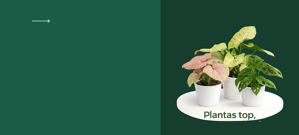 Copia de banner web (3).jpg
