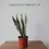 Miniatura: sansevieria laurentii