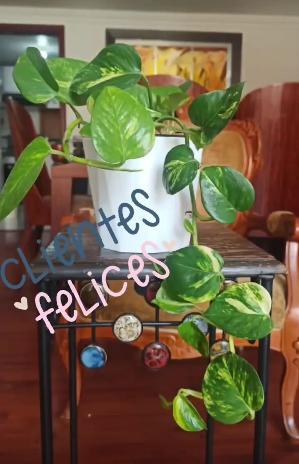 Planta en maceta con texto 