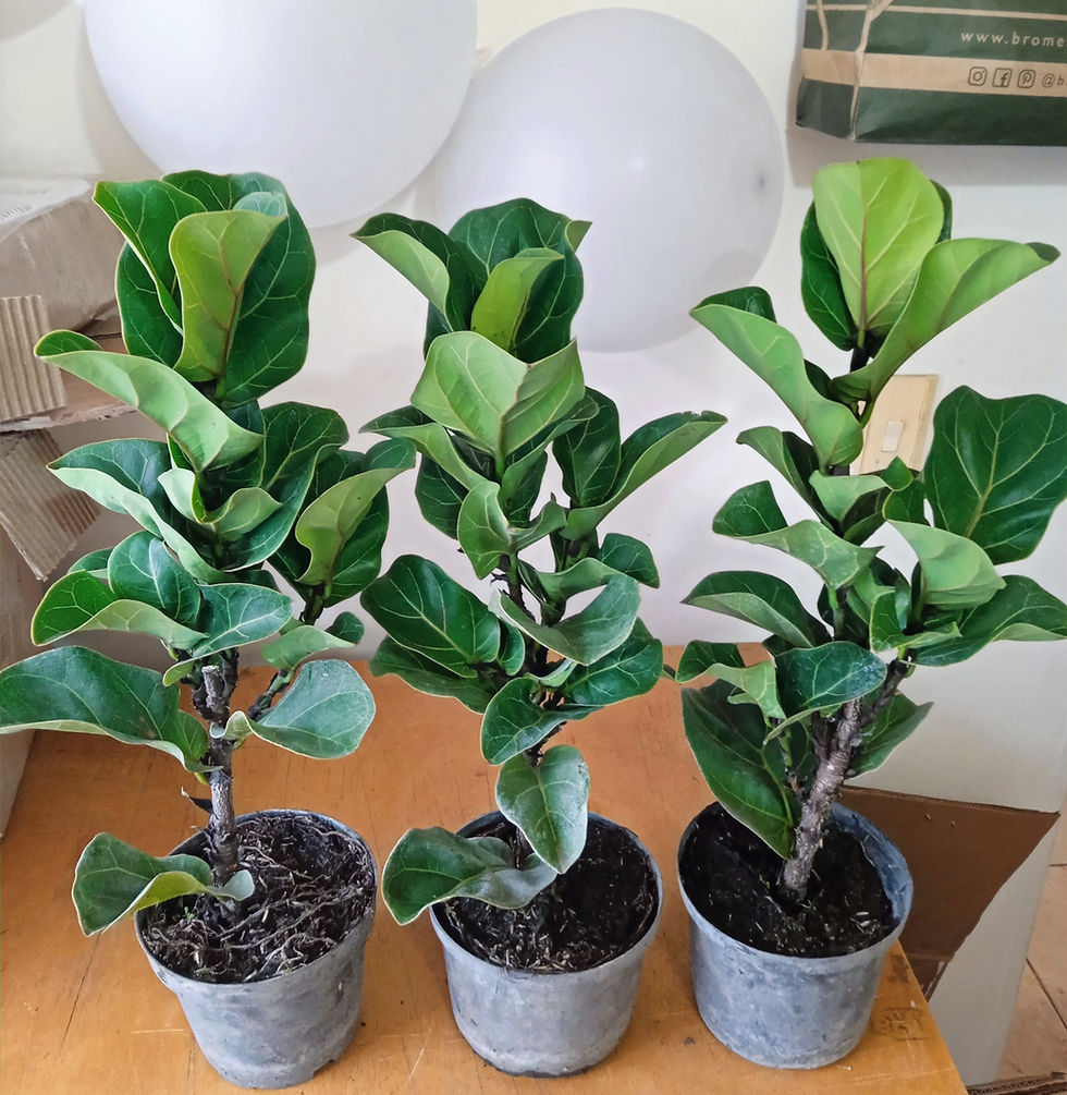 Miniatura: Tres plantas jóvenes de higuera de hoja de violín en macetas metálicas, Árvore Plantas