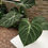 Miniatura: Philodendron Gloriosum M (p14)