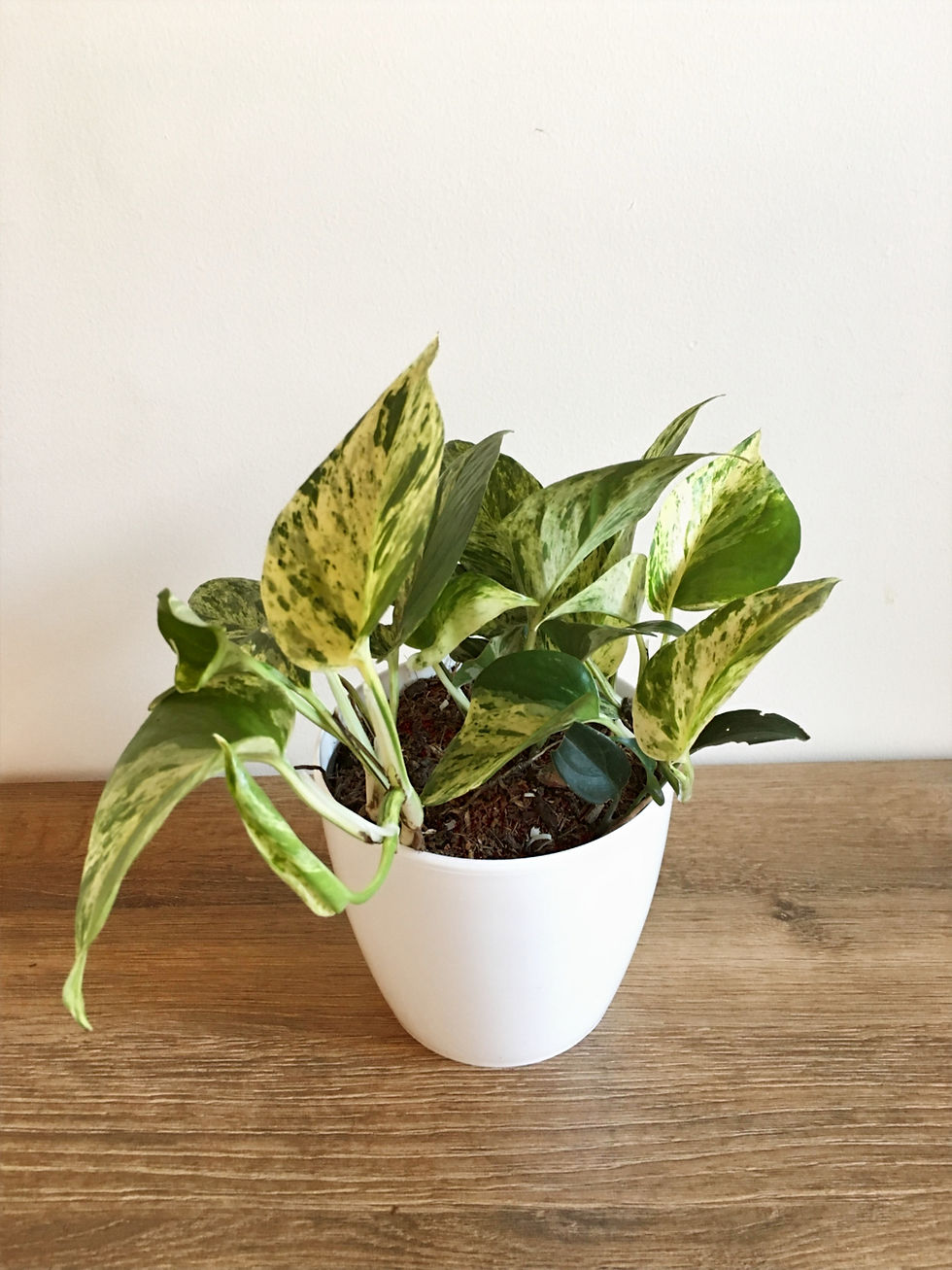 Miniatura: Planta pothos marble queen verde y dorada en maceta blanca sobre madera. Árvore Plantas.
