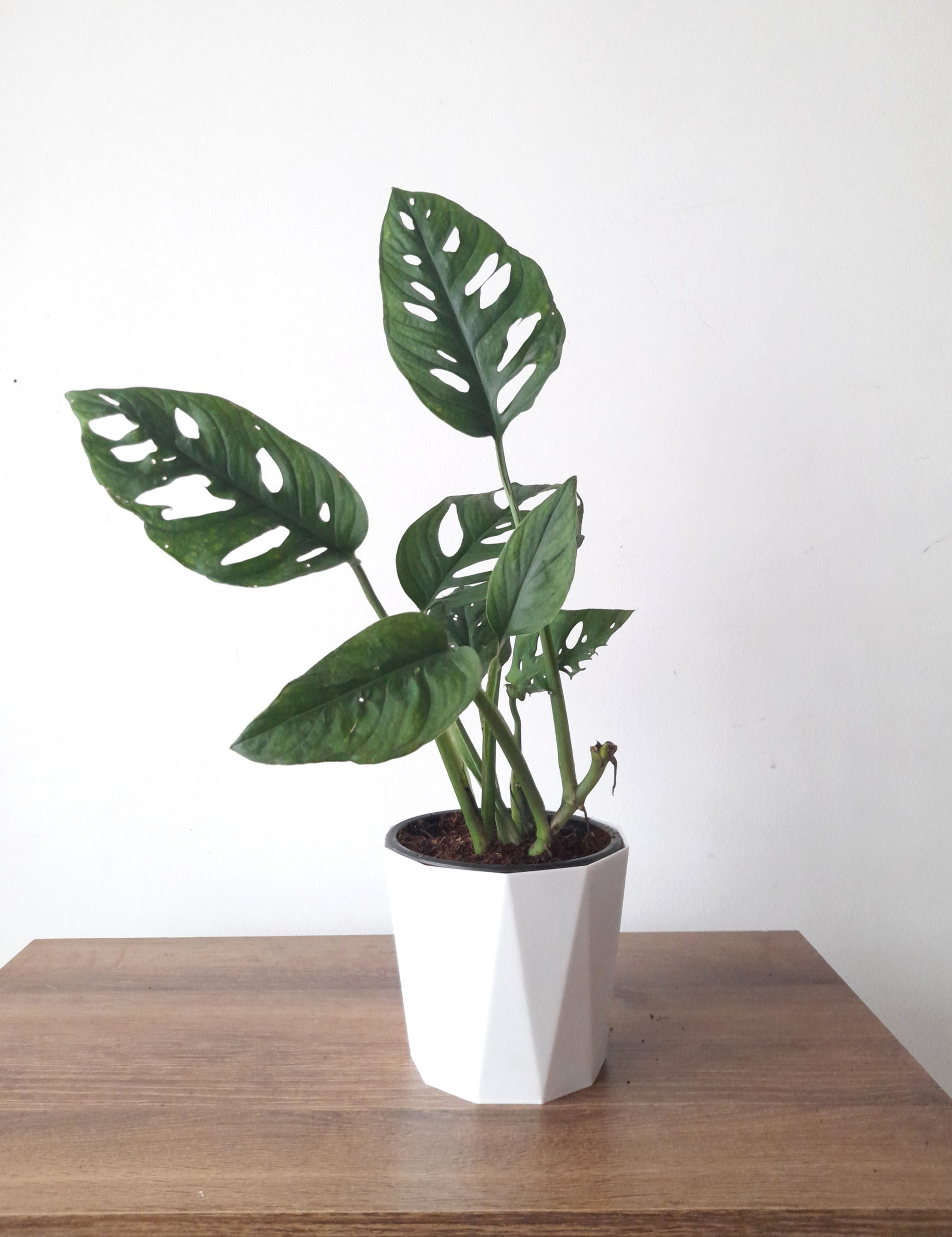 Planta verde en maceta blanca, hojas con agujeros, sobre mesa de madera. Árvore Plantas
