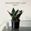 Miniatura: sansevieria hahnii black gold