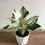 Miniatura: Philodendron Birkin M (p14)