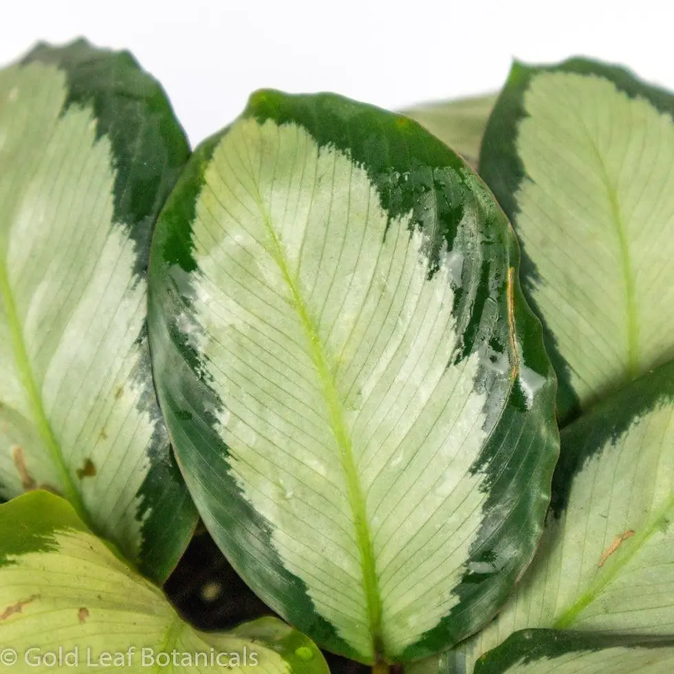 Miniatura: Calathea Picturata