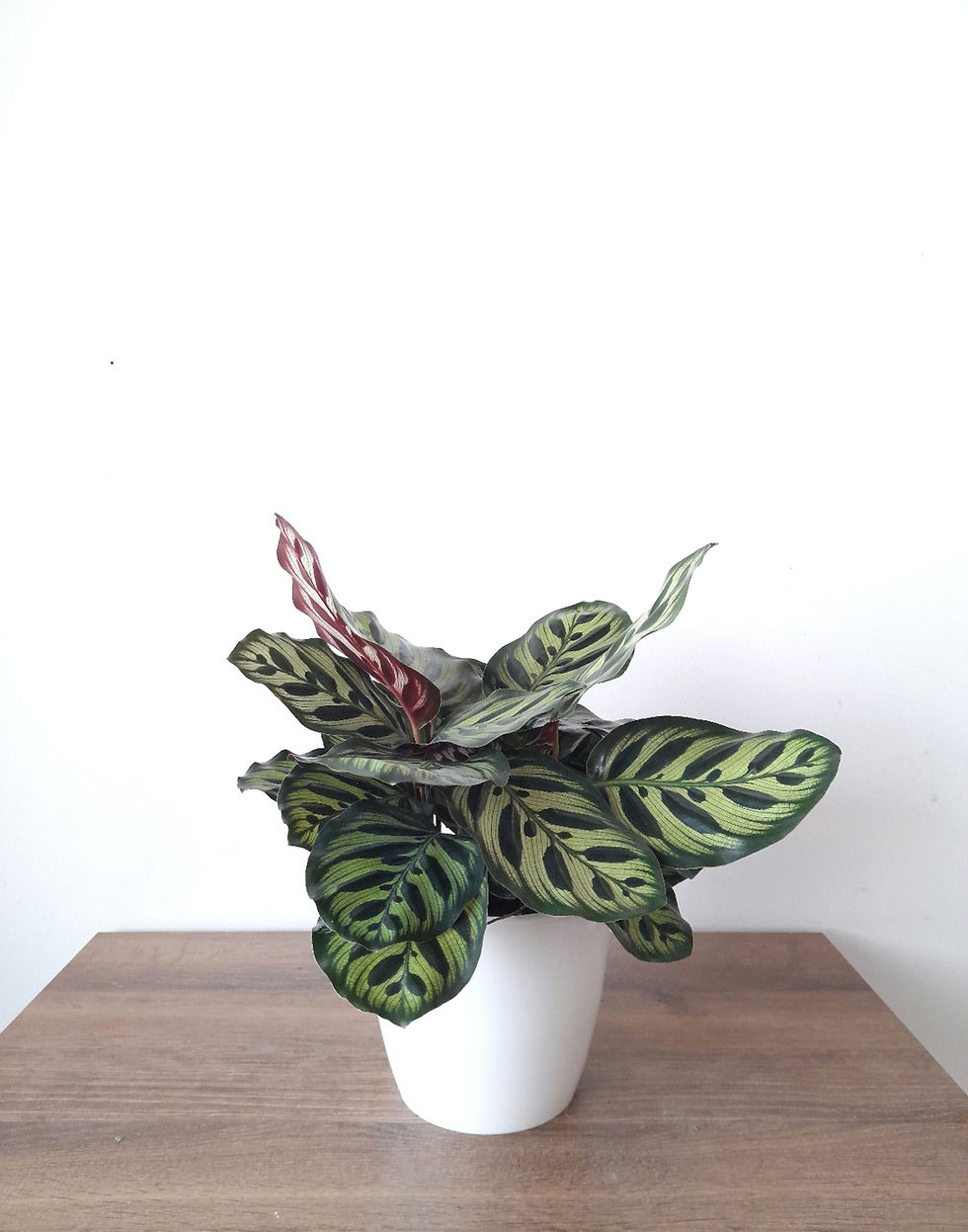 Miniatura: Planta calathea makoyana con hojas rayadas, en maceta blanca sobre mesa de madera Árvore Plantas.