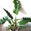 Miniatura: Philodendron Narrow M (p14)