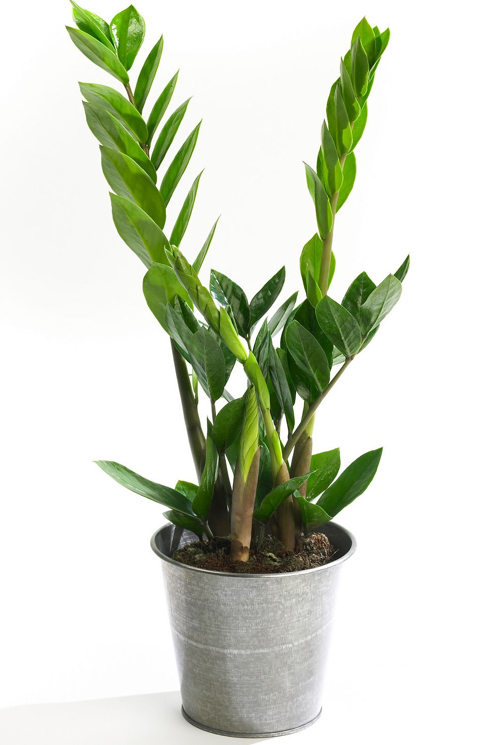 Zamioculcas Zamiifolia de interior