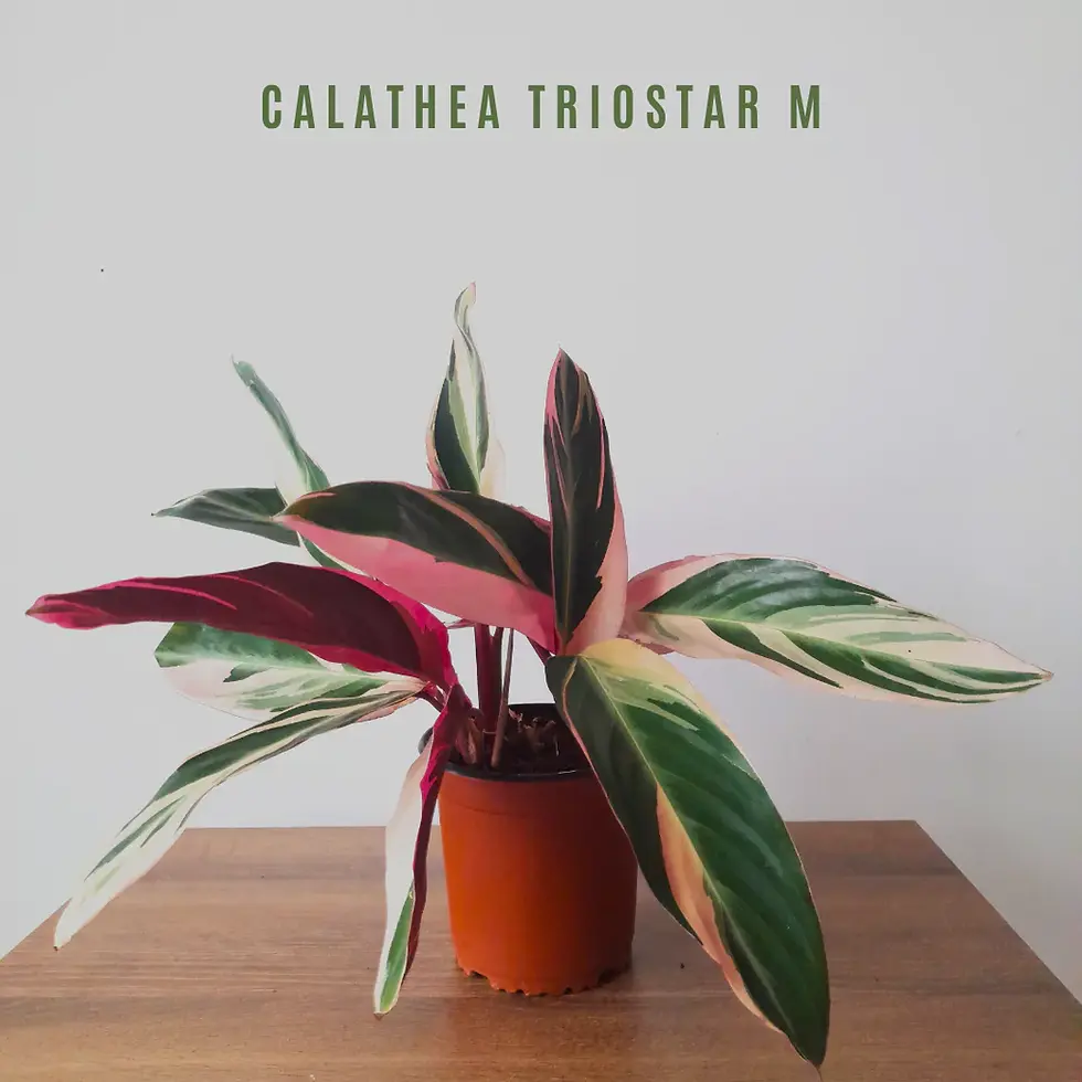 Miniatura: calathea triostar