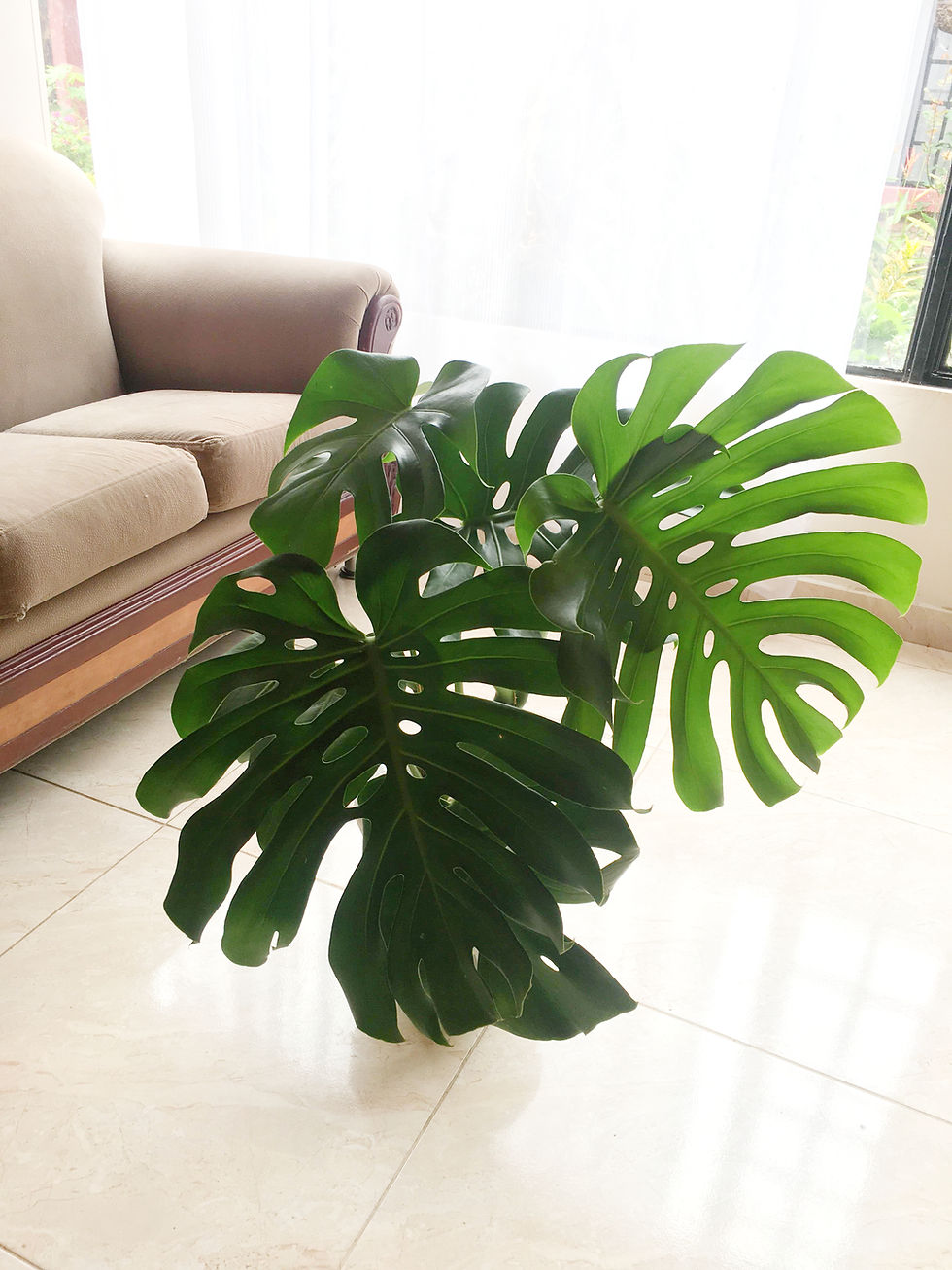 Miniatura: Gran planta verde de hojas grandes, con sofá y ventana; Árvore Plantas.