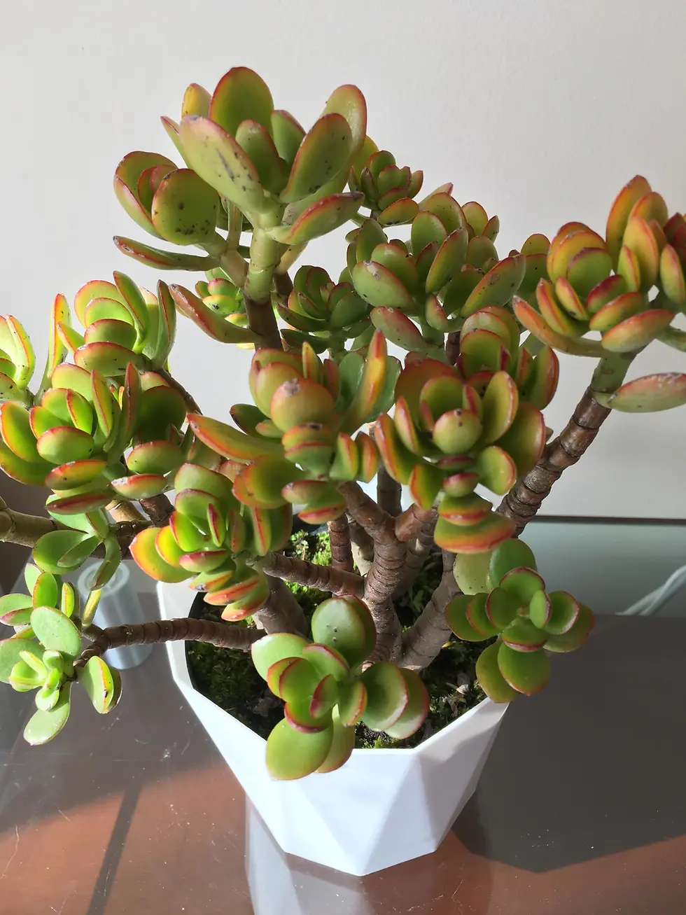Miniatura: Planta suculenta Crassula ovata, hojas verdes y rojas, en maceta blanca. Árvore Plantas
