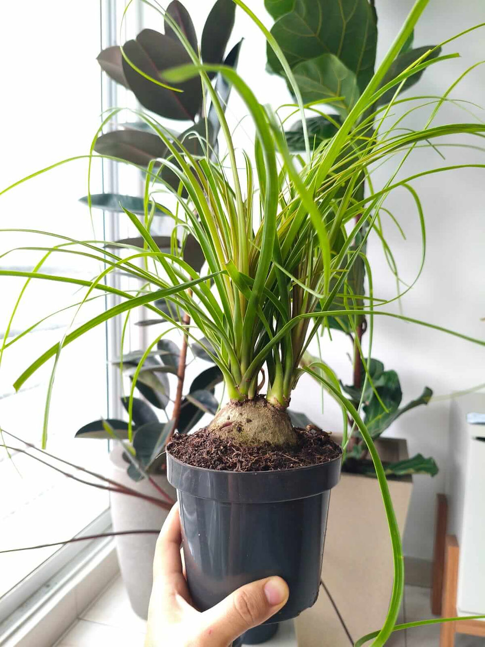 Miniatura: Palma Pony en matera