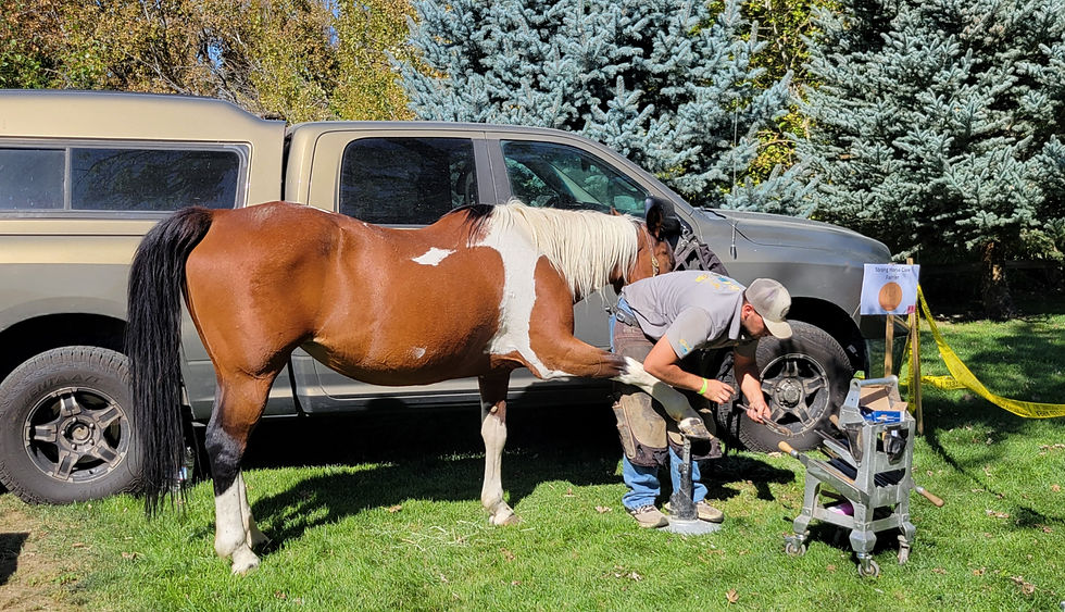 Farrier