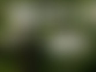 Aceite de Árbol del té