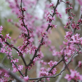 Plants-redbud_blooms1.png