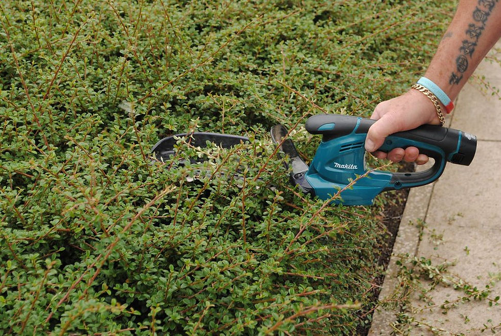 Seek Treeline Expert Help for Thriving Trees