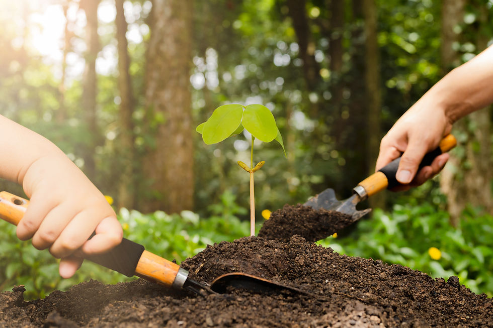 How to Prepare For Planting a Tree?