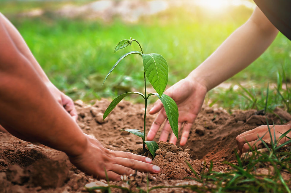 Best Time to Plant a Tree