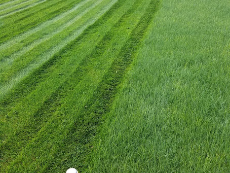 How we miss those lawn stripes!