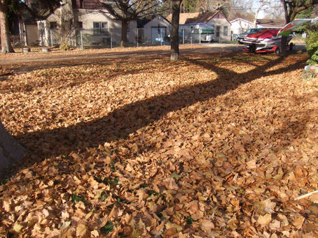 Leaves to Spare